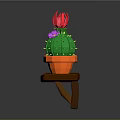 Colorful Cactus Plants with Red Purple Flowers in Orange Pots on Wooden Shelf