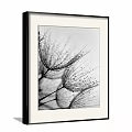 Framed Black And White Botanical Drawing With Dandelion Seeds And Water Drops