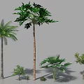 Various Green Shrubs and Palms with Different Foliage in Garden