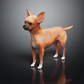 Brown Chihuahua Dog With White Paws Standing On Black Background With Reflection
