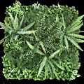 Lush Green Living Plant Wall With Dense Ferns And Natural Foliage Design