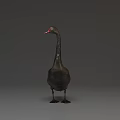 Black Swan With Red Beak Standing In Upright Posture On Grey Background