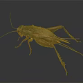 Detailed Close Up Of Reptile With Long Legs And Textured Exoskeleton On Black Surface