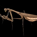 Brown Mantis Insect With Long Legs And Extended Front Limbs On Black Background 3d model