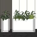 Modern Bonsai Potted Plants In White Rectangular Planters With Lush Green Foliage