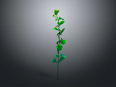 Elegant Green Plant with Slender Stem Leaves and Small Flowers on Gray Background 3d model