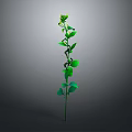 Elegant Green Plant with Slender Stem Leaves and Small Flowers on Gray Background
