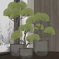 Lush Bonsai Trees With Round Canopy In White Ceramic Pots For Indoor Decor