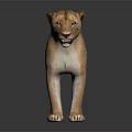 Lioness Standing With Light Brown Smooth Fur Against Dark Background And Reflection On Shiny Surface