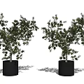 Two Bonsai Potted Plants With Green Leaves And Black Pots For Indoor Decor