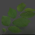 Fresh Green Leaves On A Branch With Natural Texture And Detailed Structure