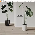 Potted Monstera Plants With Black And White Pots On Wooden Floor And White Wall