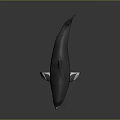 Realistic 3D Shark Model With Gray Body White Underbelly And Fins On Dark Gray Background