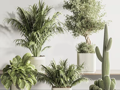 Elegant Modern Bonsai And Potted Plants Collection With Palm Cactus And Greenery In White Pots 3d model