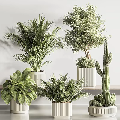 Elegant Modern Bonsai And Potted Plants Collection With Palm Cactus And Greenery In White Pots 3d model