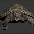 Detailed Brown Reptile Turtle With Patterned Shell And Open Mouth View 3d model