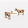 Two Brown Goats Standing Side By Side With Horns On White Background 3d model