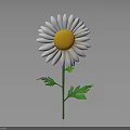 White Petal Daisy with Yellow Center Green Stem and Fresh Green Leaves