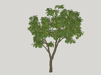 Deciduous Tree With Lush Green Foliage And Sturdy Brown Trunk In Natural Form 3d model