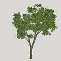 Deciduous Tree With Lush Green Foliage And Sturdy Brown Trunk In Natural Form