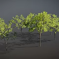 Green Trees with Slender Trunks and Lush Foliage on Dark Background with Ground Shadows