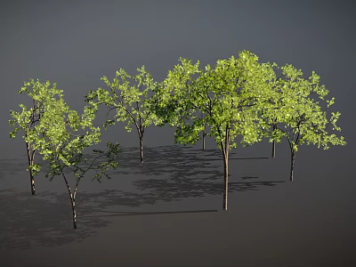 Green Trees with Slender Trunks and Lush Foliage on Dark Background with Ground Shadows 3d model