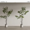 Two Bonsai Potted Plants In White Pots Against Light Colored Wall And Wooden Floor