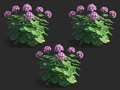 Vibrant Purple Geranium Flowers With Lush Green Leaves In Garden Clusters 3d model