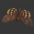 Brown Butterfly With Yellow Spots On Spread Wings Against Dark Background