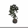 Bonsai Potted Plant With Green Leaves And Slender Branches In White Pot