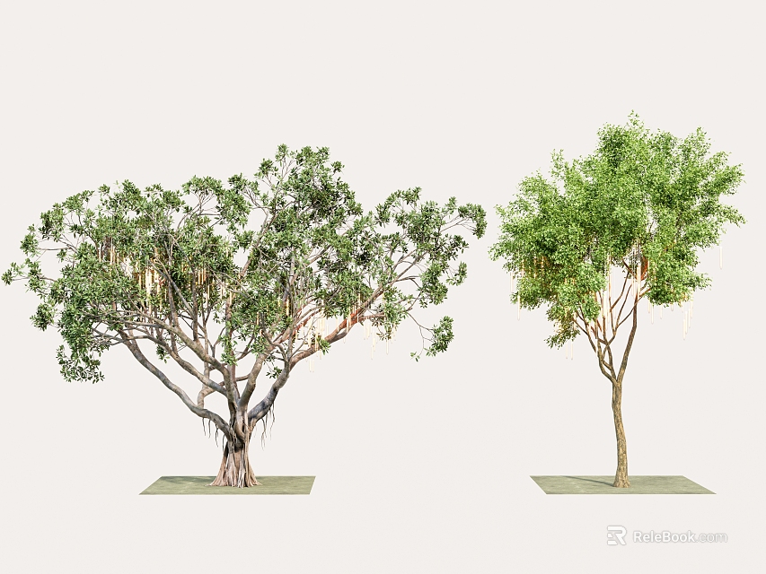 Two Lush Arbors With Green Leaves Hanging Roots Slender Trunk On Green Base 3d model 