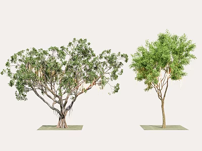 Two Lush Arbors With Green Leaves Hanging Roots Slender Trunk On Green Base 3d model