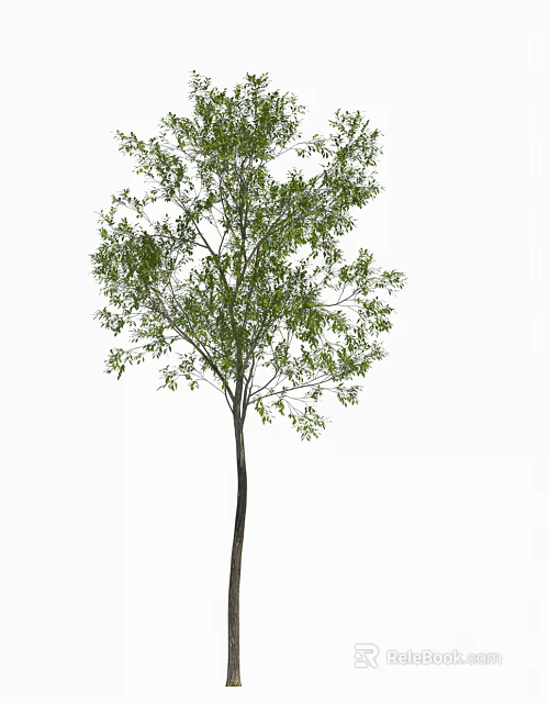 Single Tree With Green Leaves And Slender Trunk In Natural Landscape 3d model