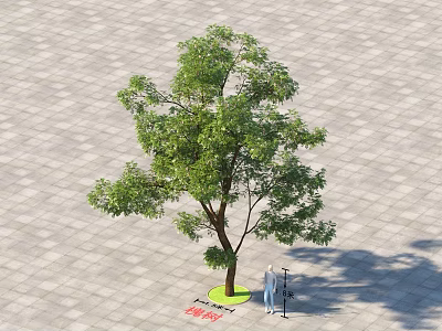 Arbor With Green Foliage Standing On Paved Ground Near Person Measuring Height 3d model