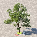 Arbor With Green Foliage Standing On Paved Ground Near Person Measuring Height