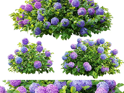 Beautiful Garden Floral Decor With Purple Pink Hydrangeas And Green Leaves 3d model