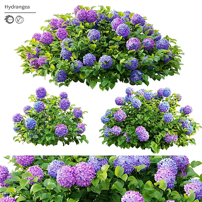 Beautiful Garden Floral Decor With Purple Pink Hydrangeas And Green Leaves 3d model