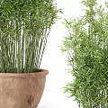 Lush Green Bamboo Bonsai Potted Plant With Slender Stems And Terracotta Pot