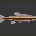 Vibrant Striped Fish Featuring Pink Yellow Red Body And Shiny Reflection