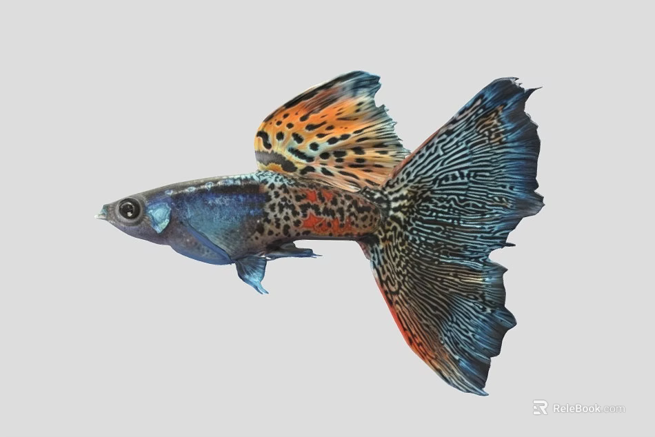 Vibrant Aquatic Guppy Fish With Colorful Fins And Orange Blue Spots 3d model 