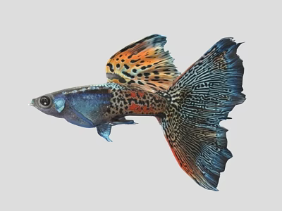 Vibrant Aquatic Guppy Fish With Colorful Fins And Orange Blue Spots 3d model