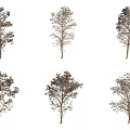 Arbor Trees With Various Branch And Leaf Structures Isolated On White Background 3d model