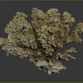 Branching Coral Structure Formed By Aquatic Animals With Brown Textured Appearance