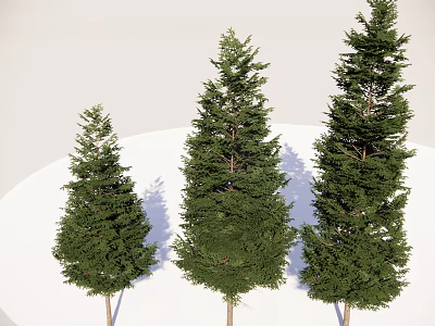 Three Tall Green Trees With Lush Foliage And Different Heights 3d model