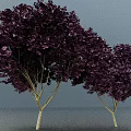 Two Bonsai Plants With Purple Leaves And Slender Trunks On Light Blue Background