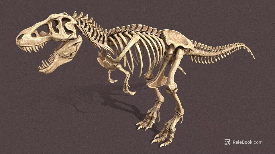 Complete Dinosaur Skeleton Fossil With Detailed Anatomical Structure And Natural Posture 3d model 
