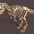 Complete Dinosaur Skeleton Fossil With Detailed Anatomical Structure And Natural Posture