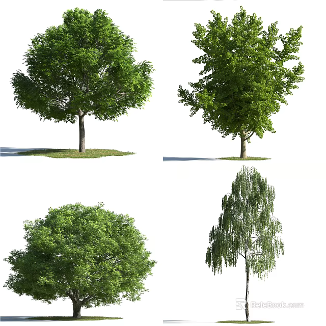 Different Types of Arbor Trees with Various Crown Shapes and Lush Green Foliage 3d model 