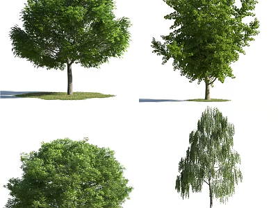Different Types of Arbor Trees with Various Crown Shapes and Lush Green Foliage 3d model