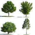 Different Types of Arbor Trees with Various Crown Shapes and Lush Green Foliage